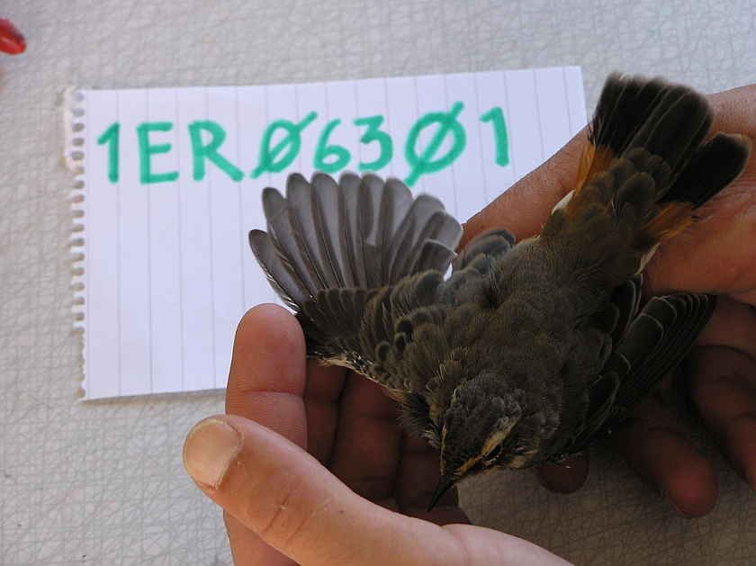 Bluethroat, Sundre 20080801